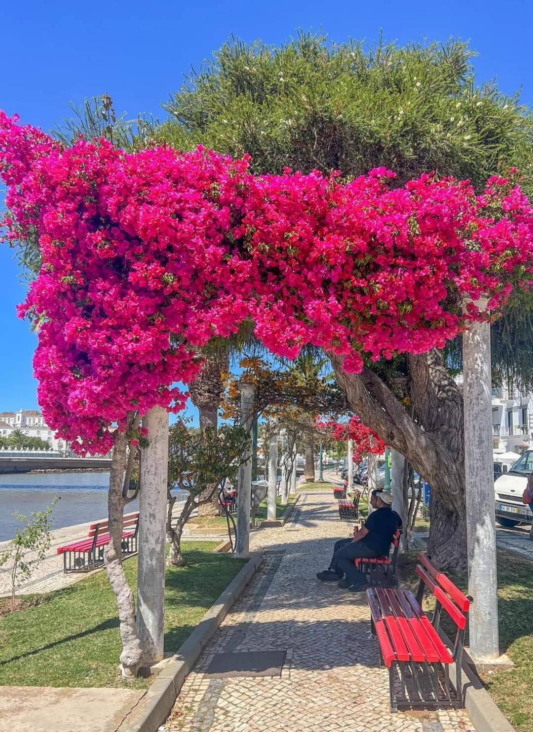 Tavira Garden Oasis Apartment ภายนอก รูปภาพ